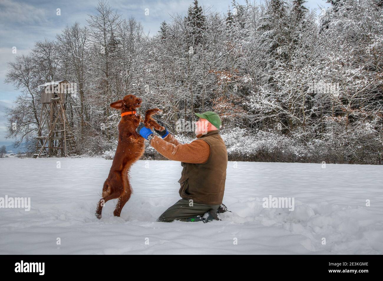 Ein Jäger spielt glücklich mit seinem jungen irischen Setter-Jagdhund im Schnee vor seiner Jagdkanzel. Stockfoto