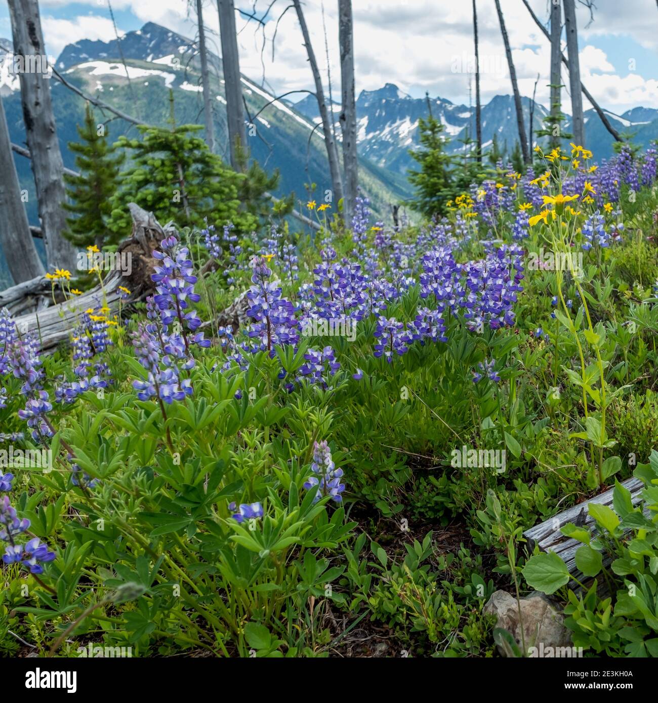 Hoch auf Manning Parks East Skyline Trail, wunderschöne blau-weiße Lupinen in voller Blüte. Im Hintergrund befinden sich einige der vergletscherten Gipfel des Parks. Stockfoto