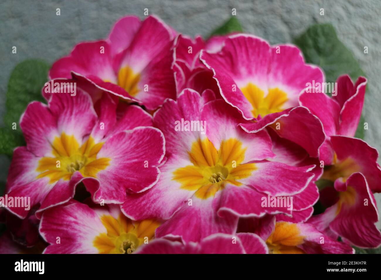 Rosa Primula mit gelben Staubgefäßen und grünen Blättern, rosa primula Makro, Schönheit in der Natur, Blumenfoto, Makrofotografie, Stock Bild Stockfoto
