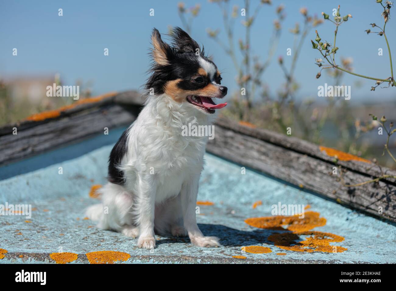 chihuahua auf einem alten blauen Fischerboot in der Wildnis Stockfoto