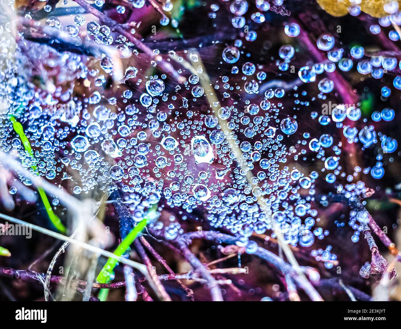 Natürliches Wasser tropft auf einem Spinnennetz Stockfoto