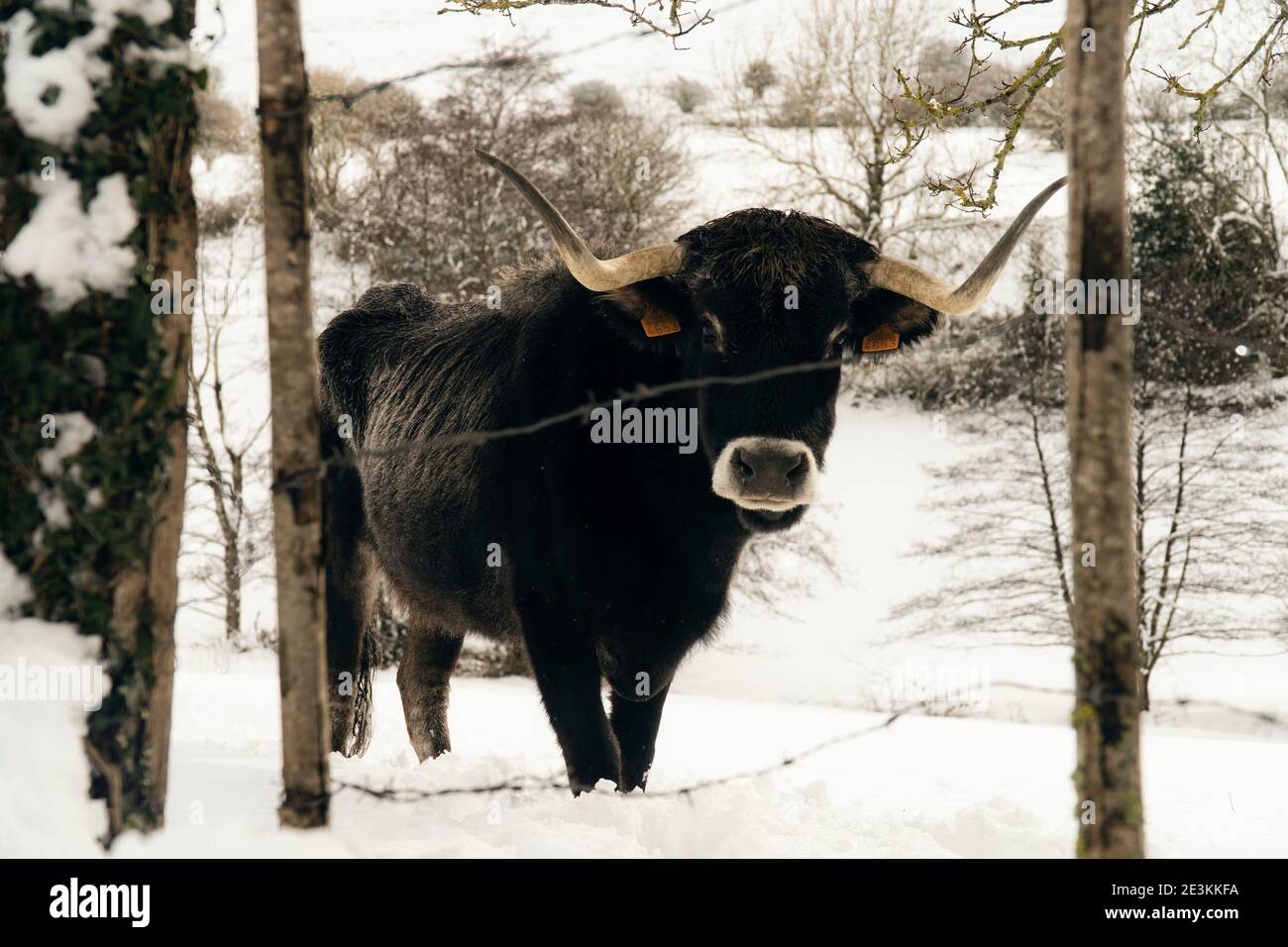 Kuh auf dem Schnee in den Bergen in Nordspanien Stockfoto