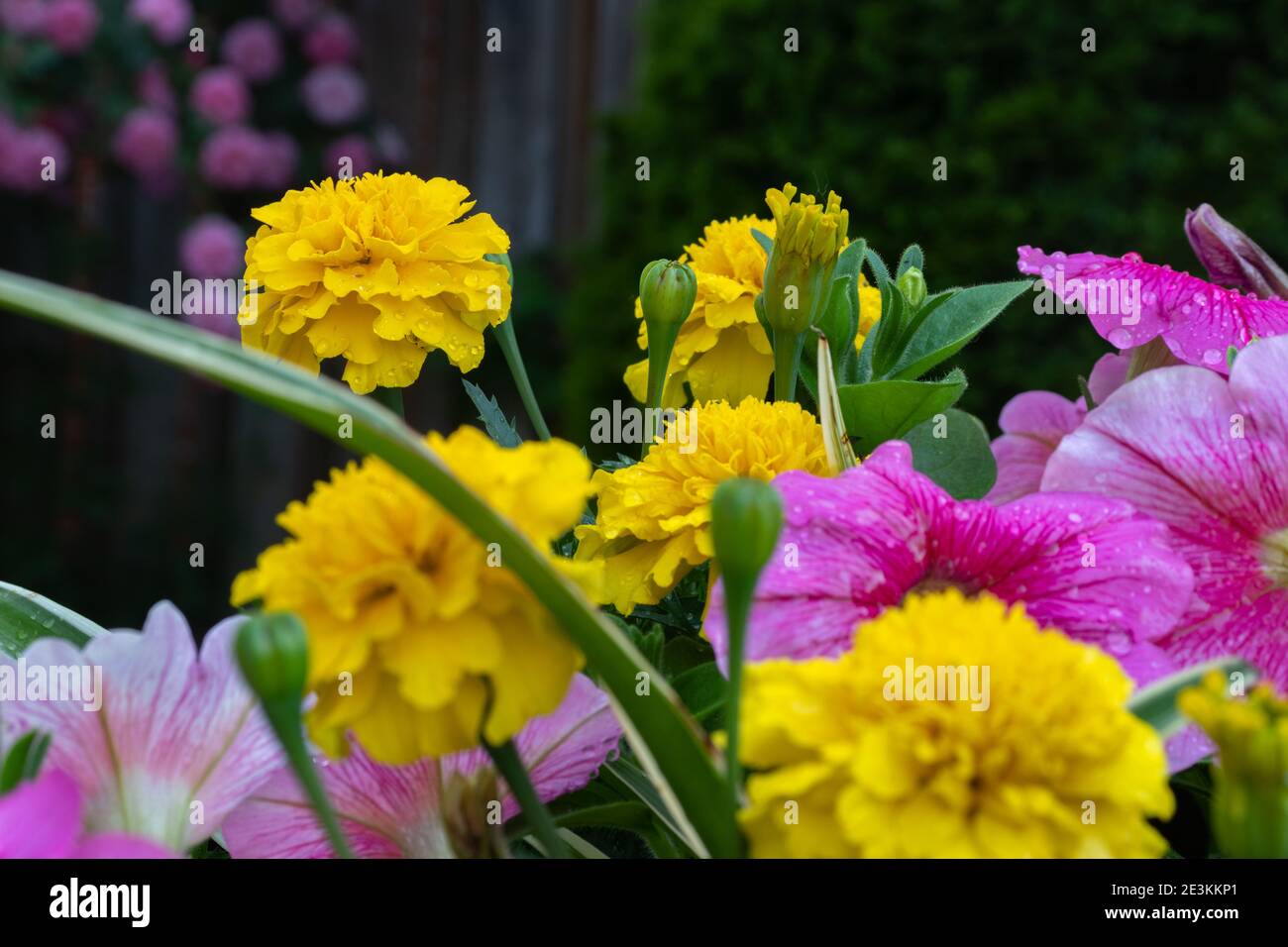 Die entfernte gelbe Blume und die Knospen sind scharf Fokus Stockfoto