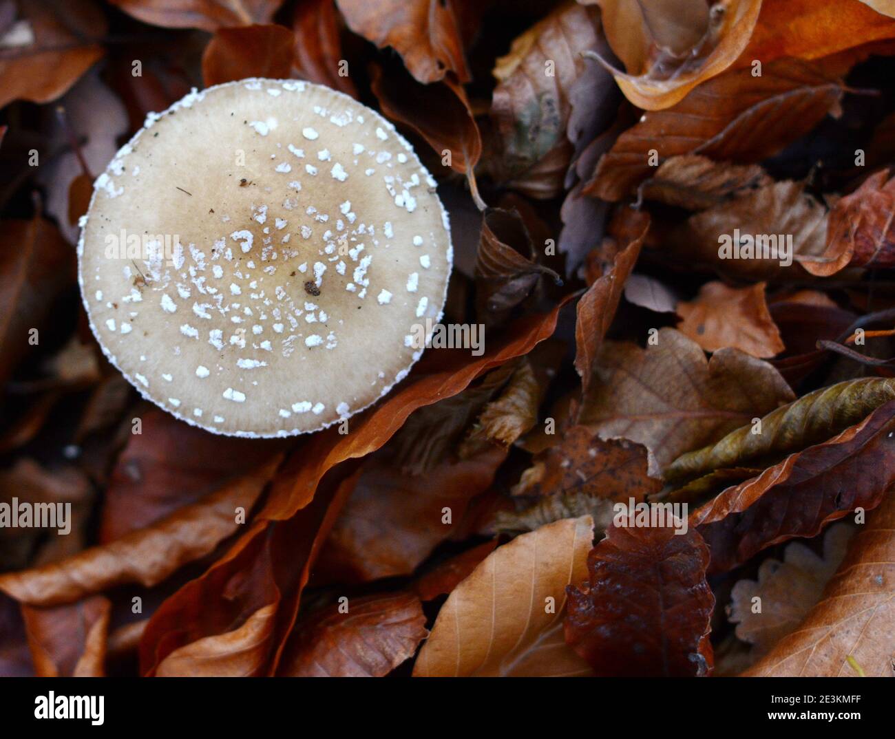 Amanita pantherina, bekannt als Panthermütze und falscher Blusher, ein giftiger Pilz Stockfoto