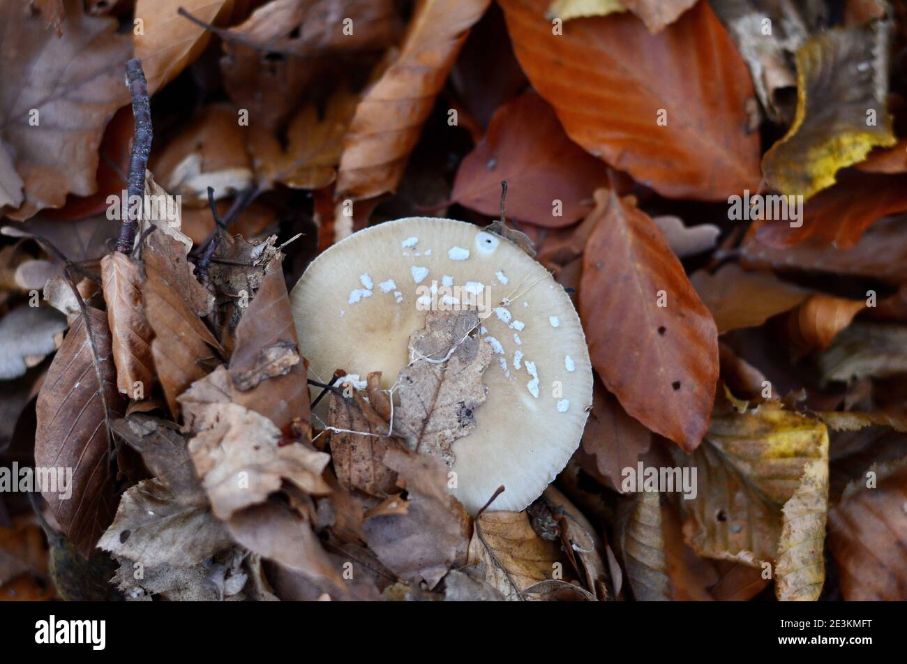 Amanita pantherina, bekannt als Panthermütze und falscher Blusher, ein giftiger Pilz Stockfoto