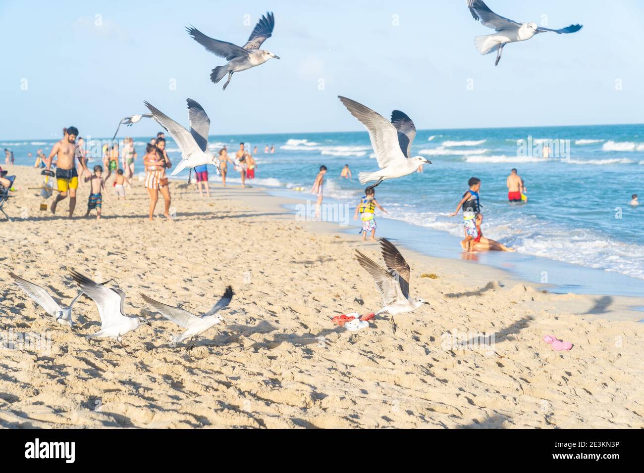 Miami, Florida - 1. Januar 2021: Ein Schwarm Seaguls Fliegen über die Strände von Miami Florida. Stockfoto