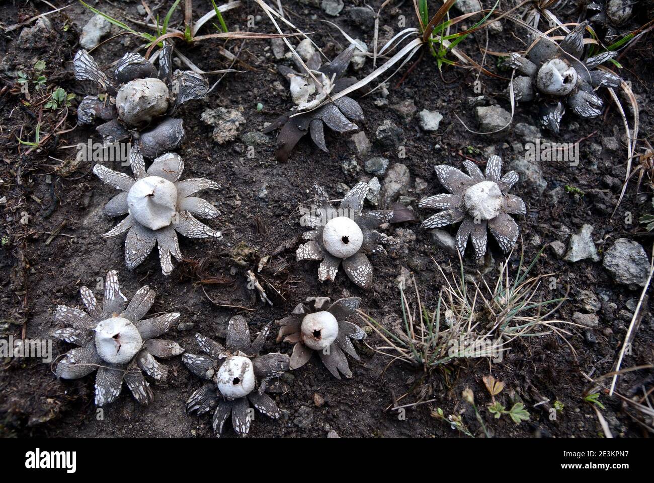 Dekorative Pilze. Geastrum rufescens Pilz, allgemein bekannt als der rosige Erdstern. Stockfoto