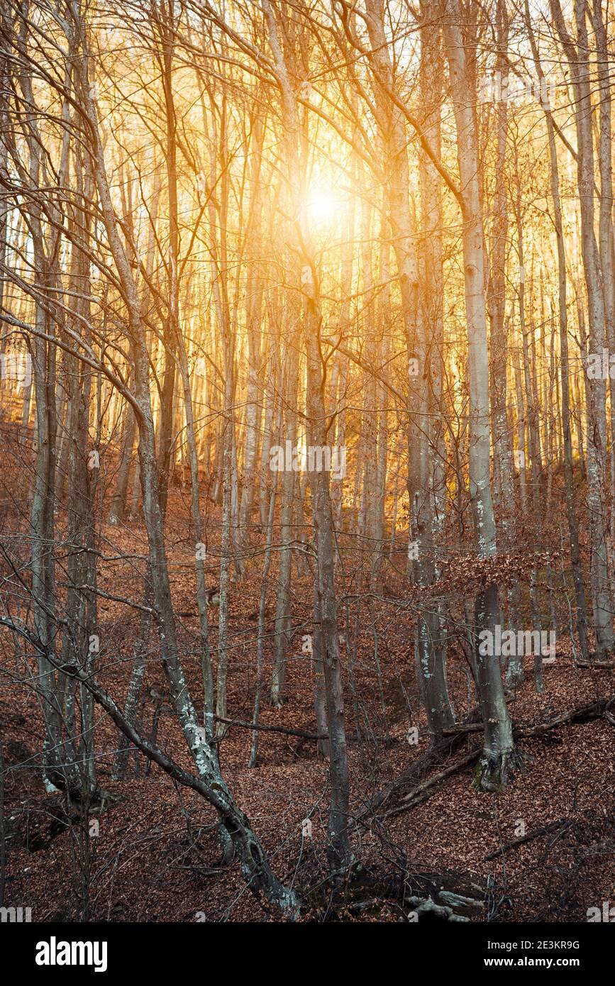Sonnenuntergang hinter Bäumen in einem Wald Stockfoto