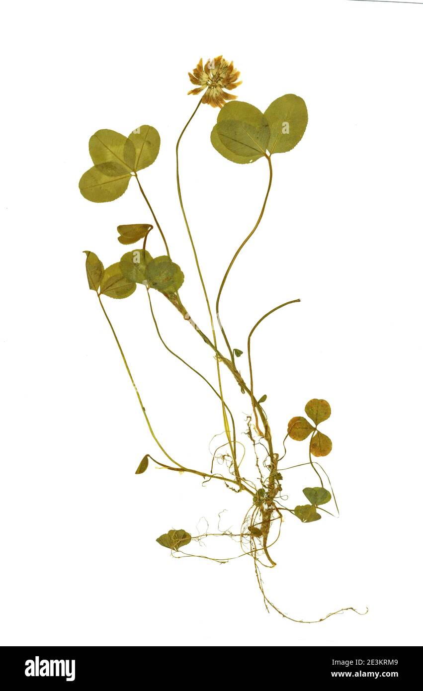 Herbarium mit trocken gepressten Pflanzen auf weißem Hintergrund. trifolium  repens Stockfotografie - Alamy