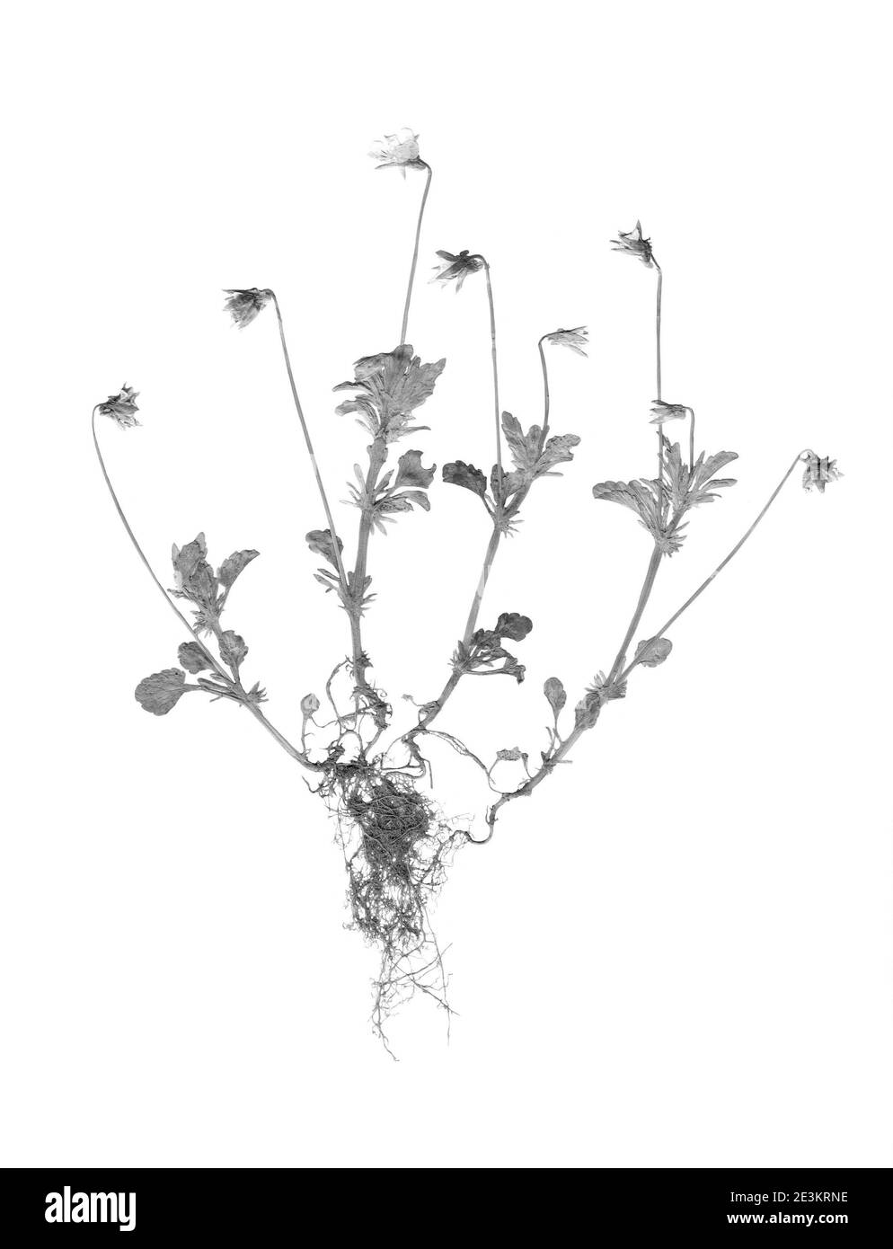 Herbarium mit trocken gepressten Pflanzen auf weißem Hintergrund. Viola  tricolor Stockfotografie - Alamy