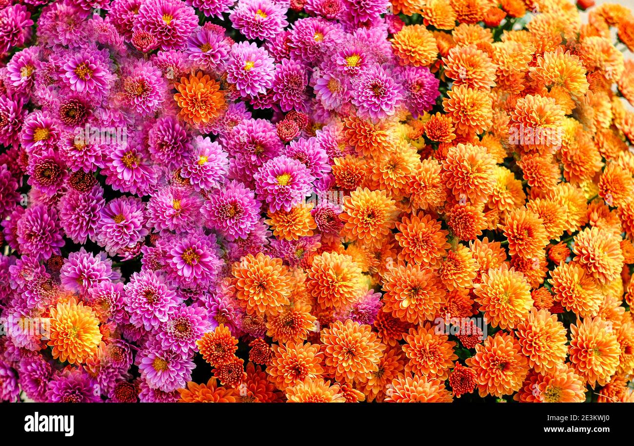 Rosa und Orange Mütter Stockfoto
