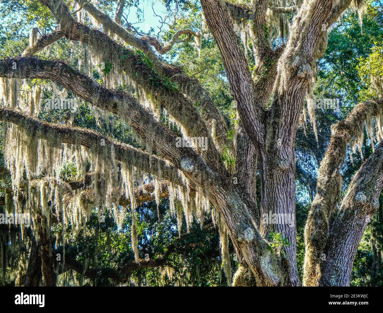Spanische Moos drapiert auf Gliedmaßen Stockfoto
