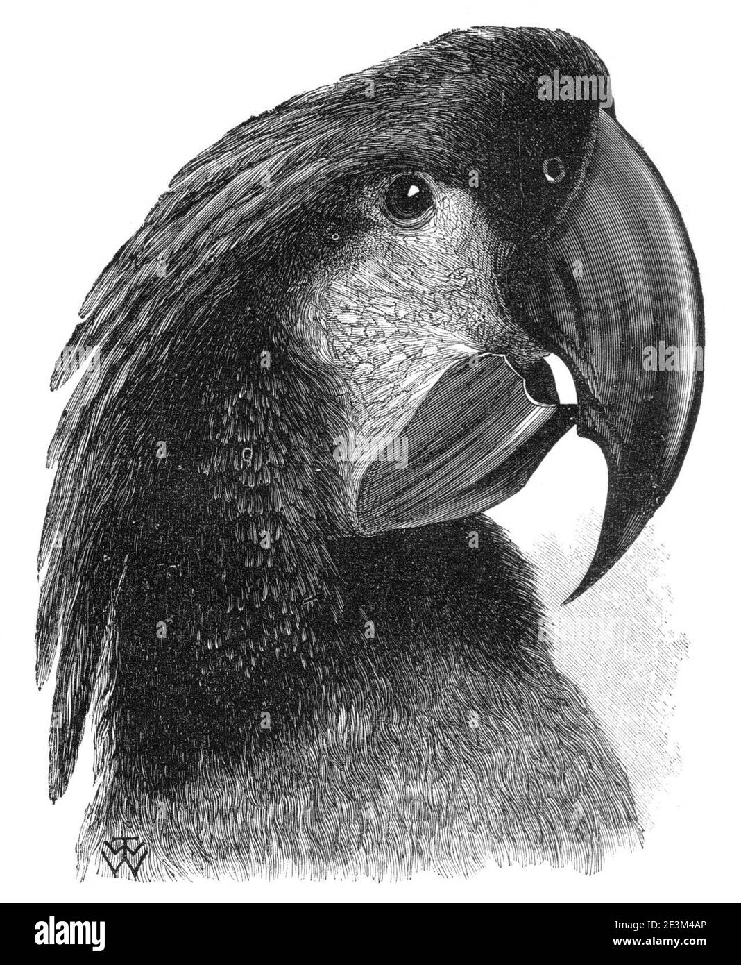 Malaiischer Archipel Schwarzer Cockatoo. Stockfoto