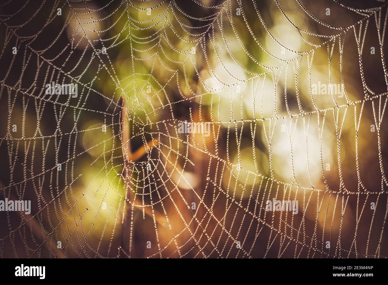 Tautropfen auf riesigem Spinnennetz mit Bokeh im Hintergrund Stockfoto