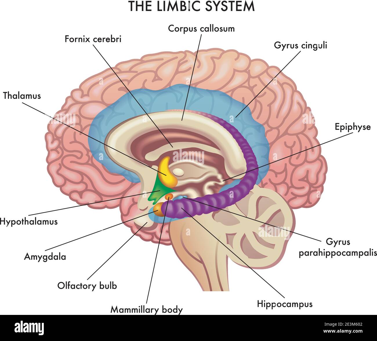 Medizinische Illustration zeigt die wichtigsten Organe des limbischen Systems des menschlichen Gehirns, mit Anmerkungen. Stock Vektor