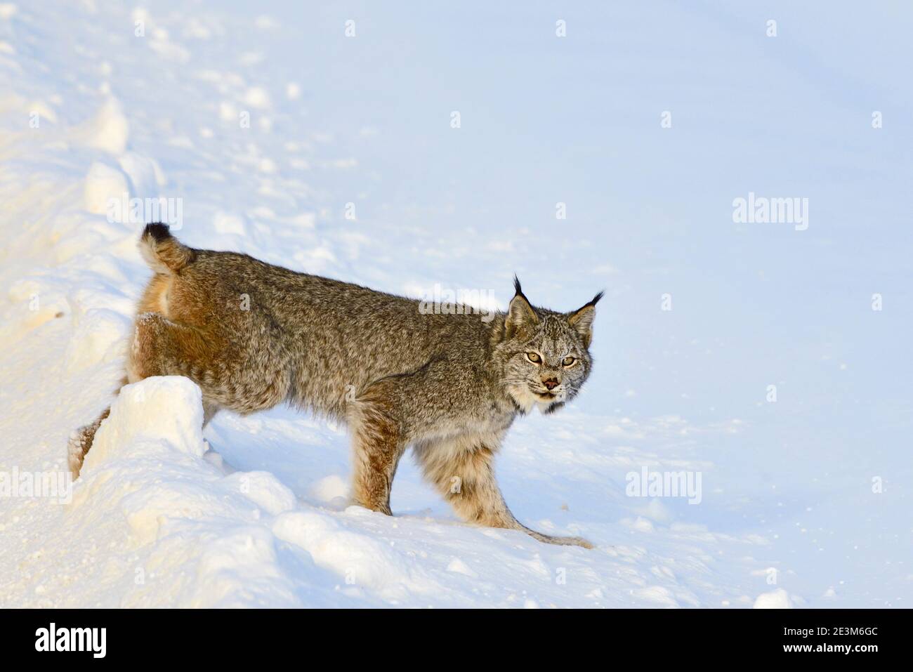 Ein kanadischer Luchs 'Felis Luchs', der durch den Neuschnee im ländlichen Alberta Kanada kreuzt. Stockfoto