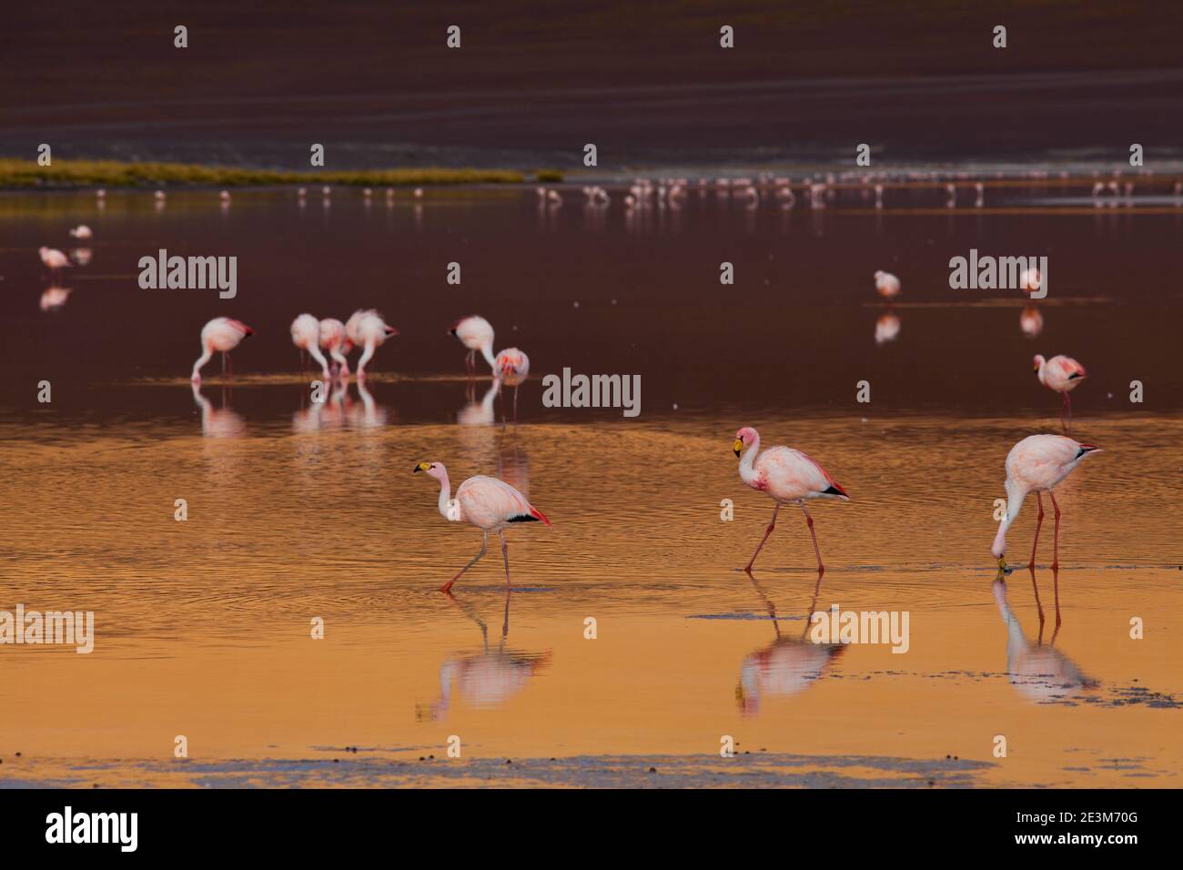 Flamingos bei Sonnenuntergang Stockfoto