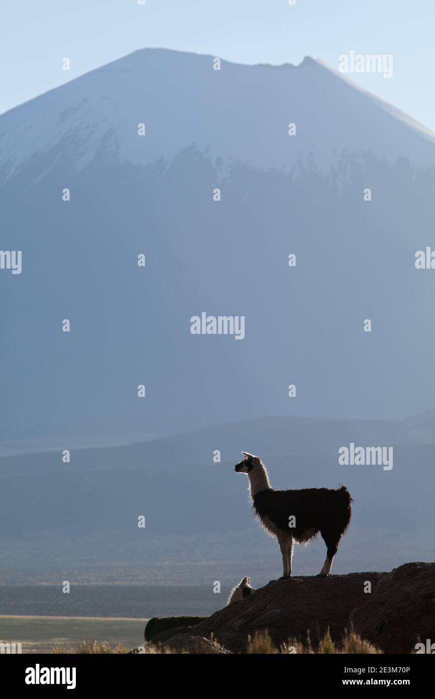 Posiert Llama vom Nevado von Sajama Stockfoto