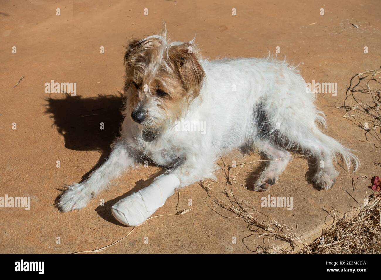 Ein Jack Russell Kreuz mit verbundenem Bein Stockfoto