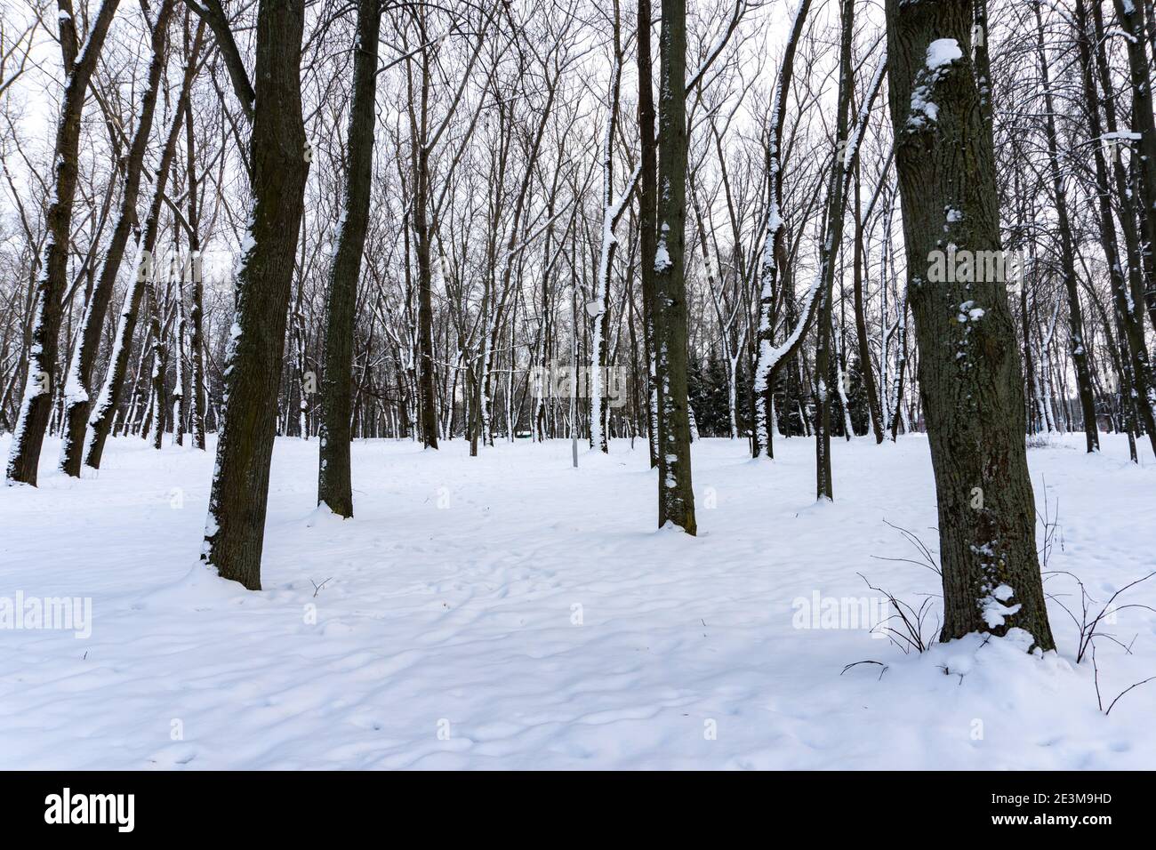 Winter eisiger Wald und verschneite Bäume, Wintermärchen und Stille Stockfoto