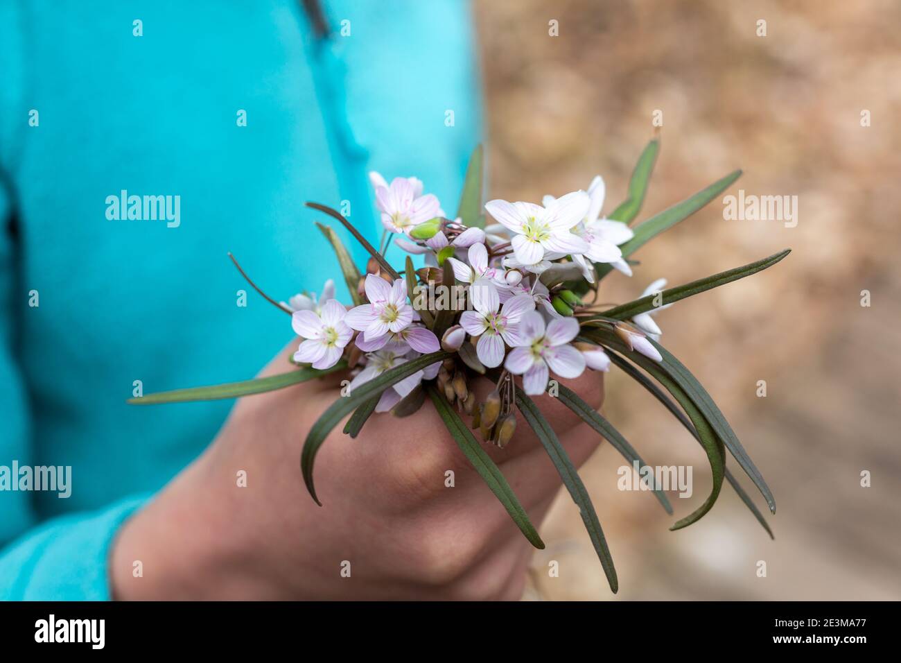 Ein junges Mädchen hält ein Bündel von Frühling Schönheit Wildblumen. Stockfoto