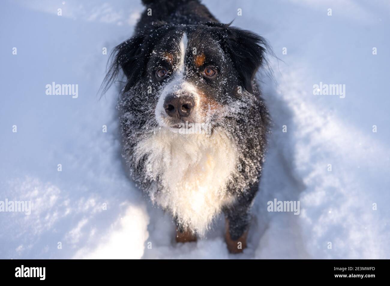 berner Berghund mit Schnee bedeckt liegt in der großen Schneeverwehungen Stockfoto
