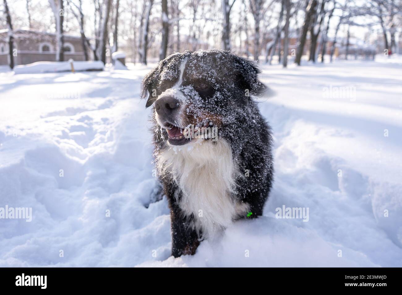 berner Berghund bedeckt mit Schnee beim Wandern durch die großen Schneeverwehungen. Viel Schnee auf Winterstraßen Stockfoto