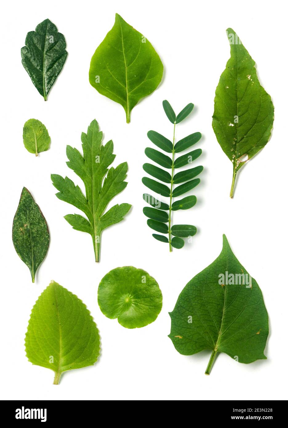 Sammlung von grüne Blätter isoliert auf weißem Hintergrund Stockfoto