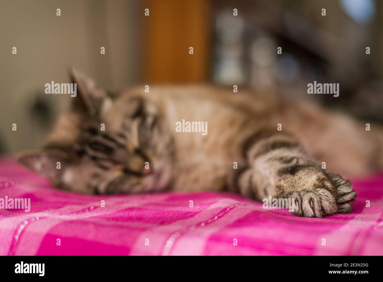 Hauskatzen schlafen, selektiver Fokus auf Vorderpfoten, Kopierraum Stockfoto