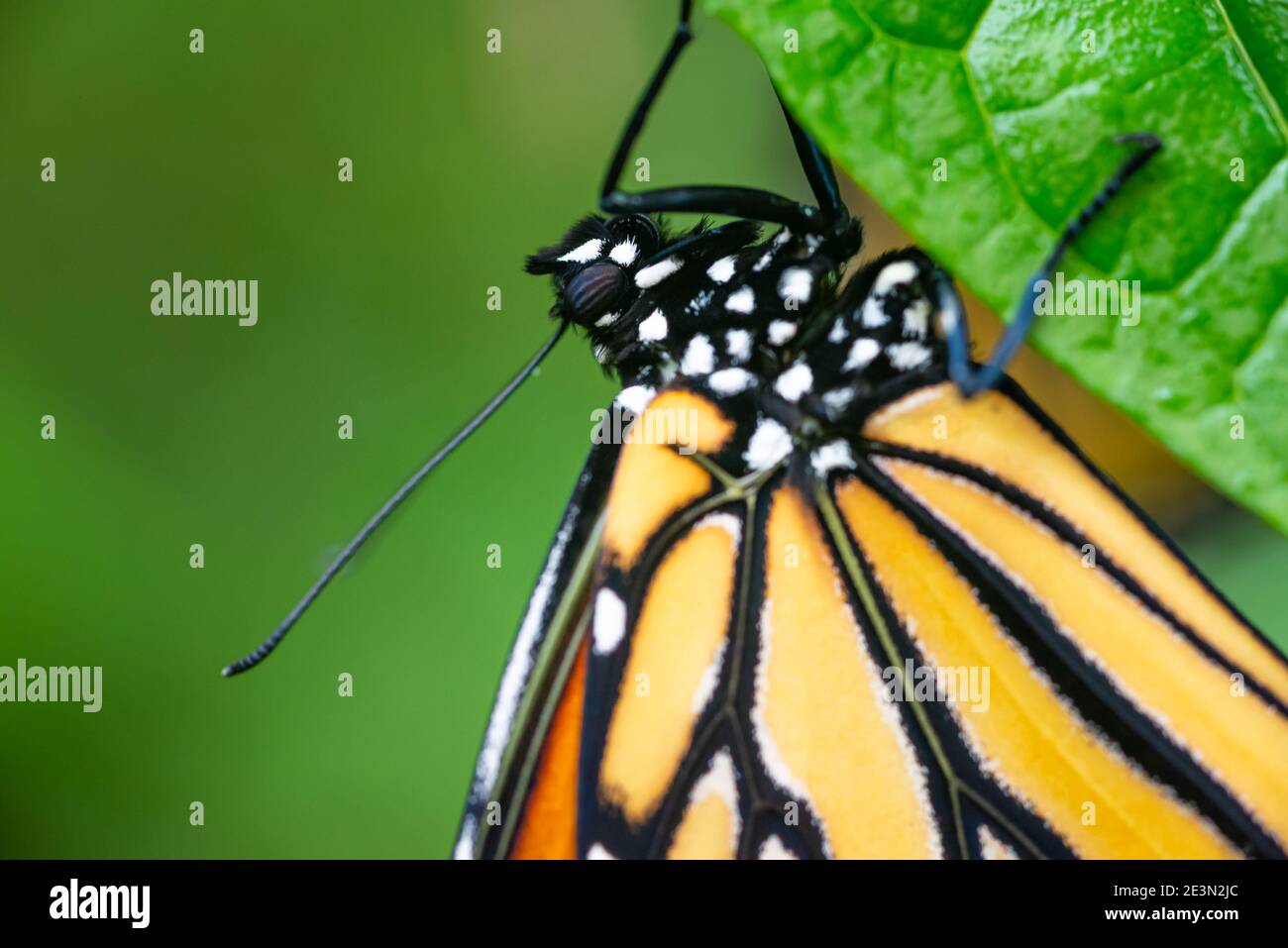 Makrodetail des Monarchschmetterlings auf dem Blatt, selektiver Fokus auf dem Kopf Stockfoto