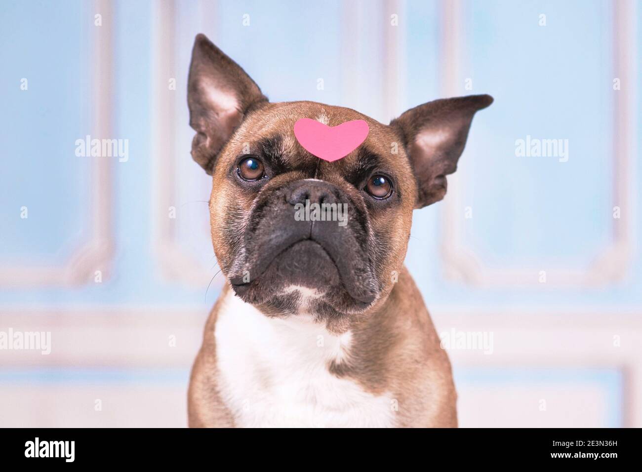 Schwarz, Zitrus, Zitrusfrüchte reticulata, Clementine, Schnitt, Ernährung, Lebensmittel, frisch, Frische, Obst, gesund, Saft, saftig, Mandarine, Mandarine orange, Mandarine, n Stockfoto