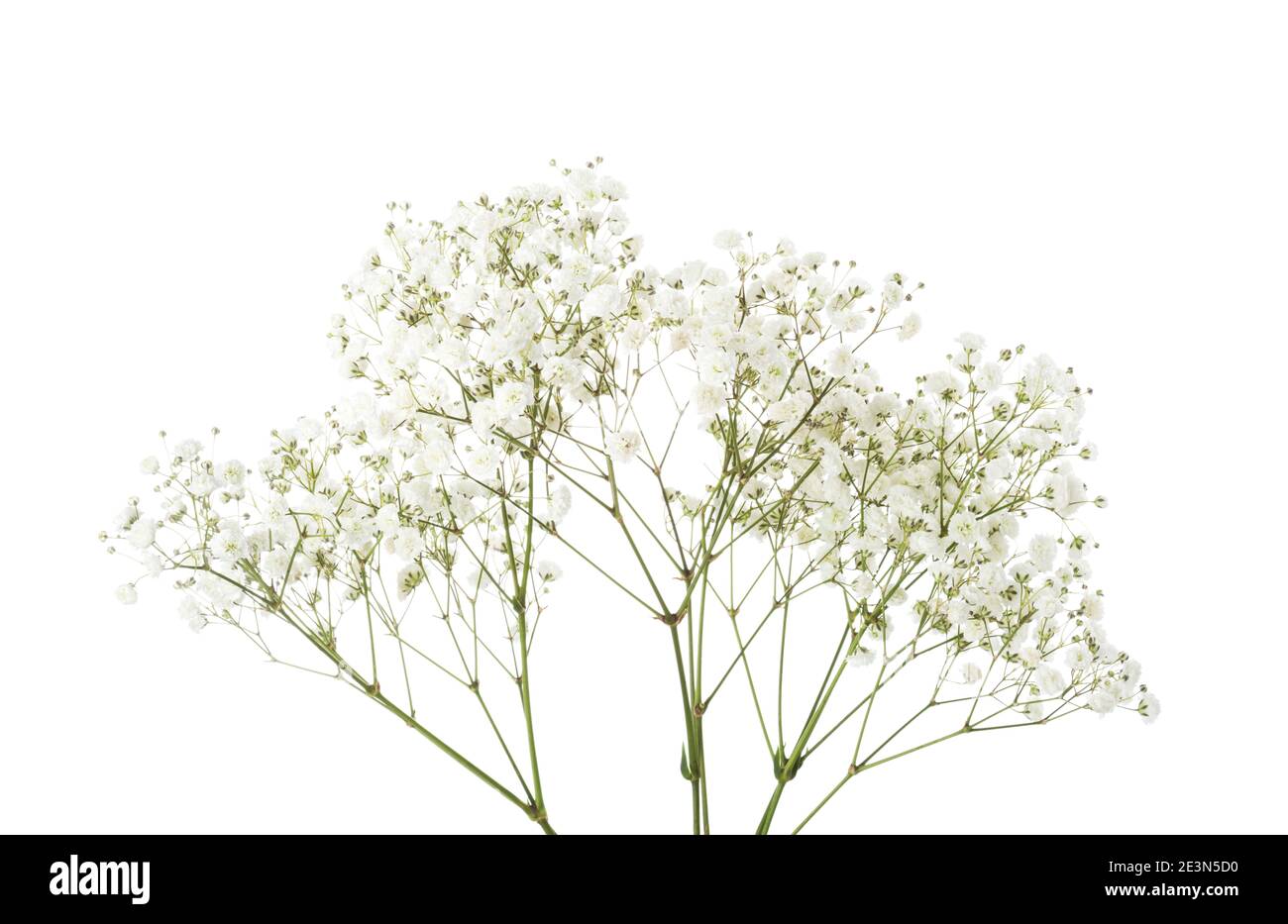 Zweige mit kleinen weißen Blüten von Gypsophila (Baby's Breath) isoliert auf weißem Hintergrund. Große Schärfentiefe (DoF). Stockfoto