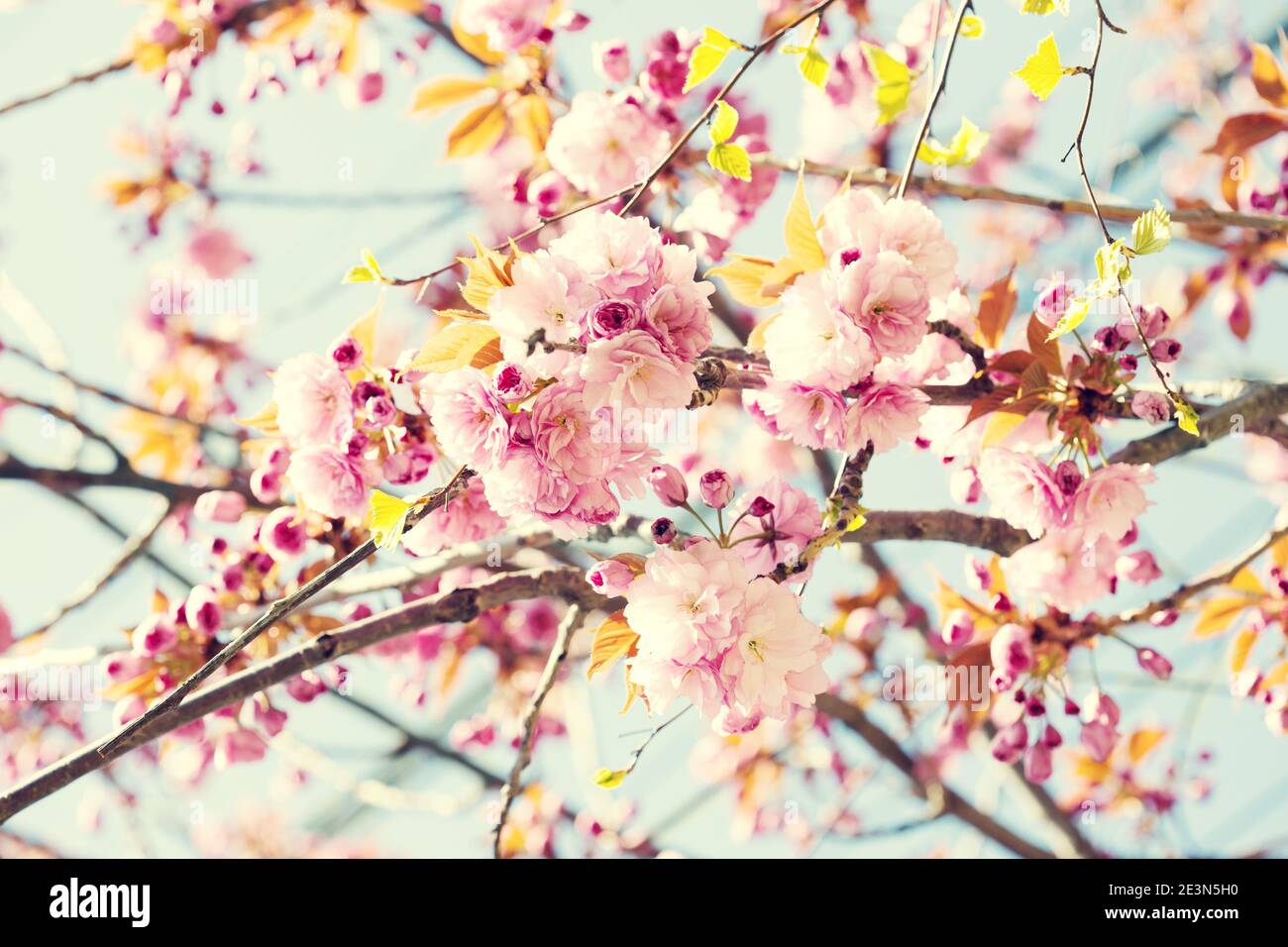 Zweige mit hellrosa Blüten von Kirschblüten (Sakura). Foto im Retro-Stil. Getöntes Bild. Selektiver Fokus Stockfoto