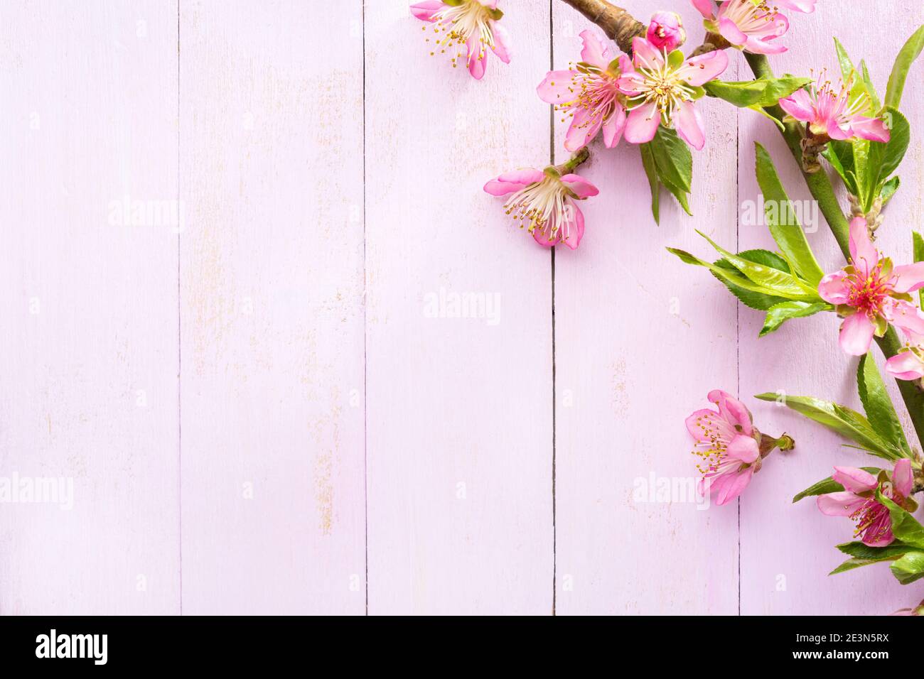 Blumenbordüre. Zweig der Mandel mit schönen rosa Blumen auf einem hellen rosa schäbigen Holzhintergrund . Draufsicht mit Kopierbereich. Stockfoto