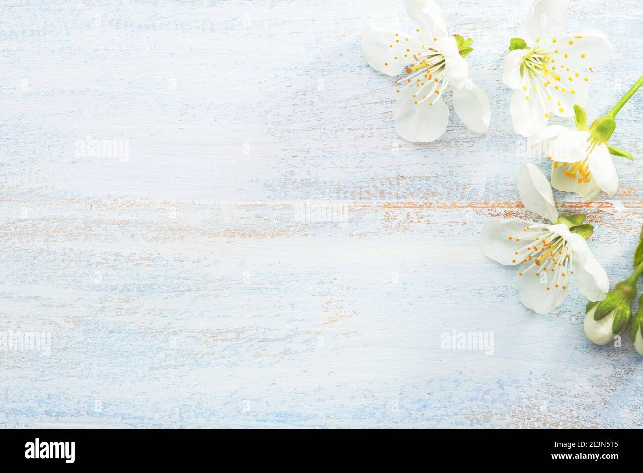 Hellblauer Holz schäbiger Hintergrund mit Kirschblüten. Stockfoto