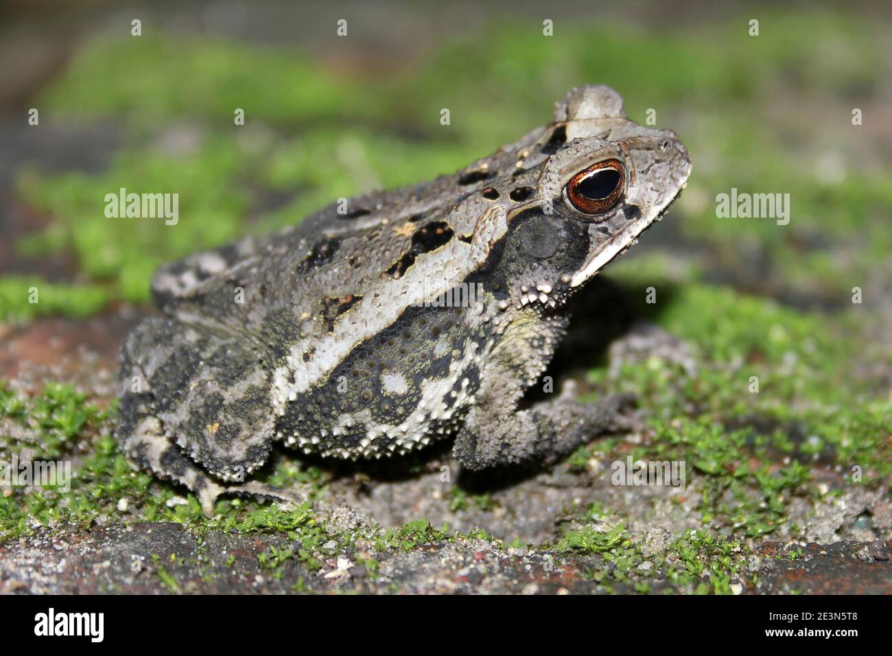 Campbells Regenwald Kröte Incilius campbelli Stockfoto