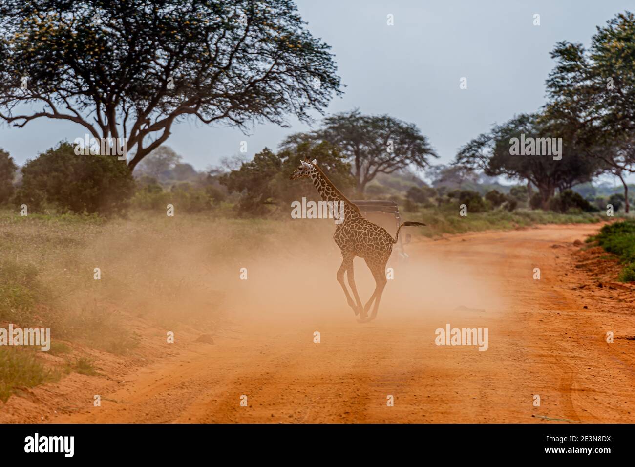 Eine einone Giraffe überquert eine staubige Straße und bedeckt mit Staub Stockfoto