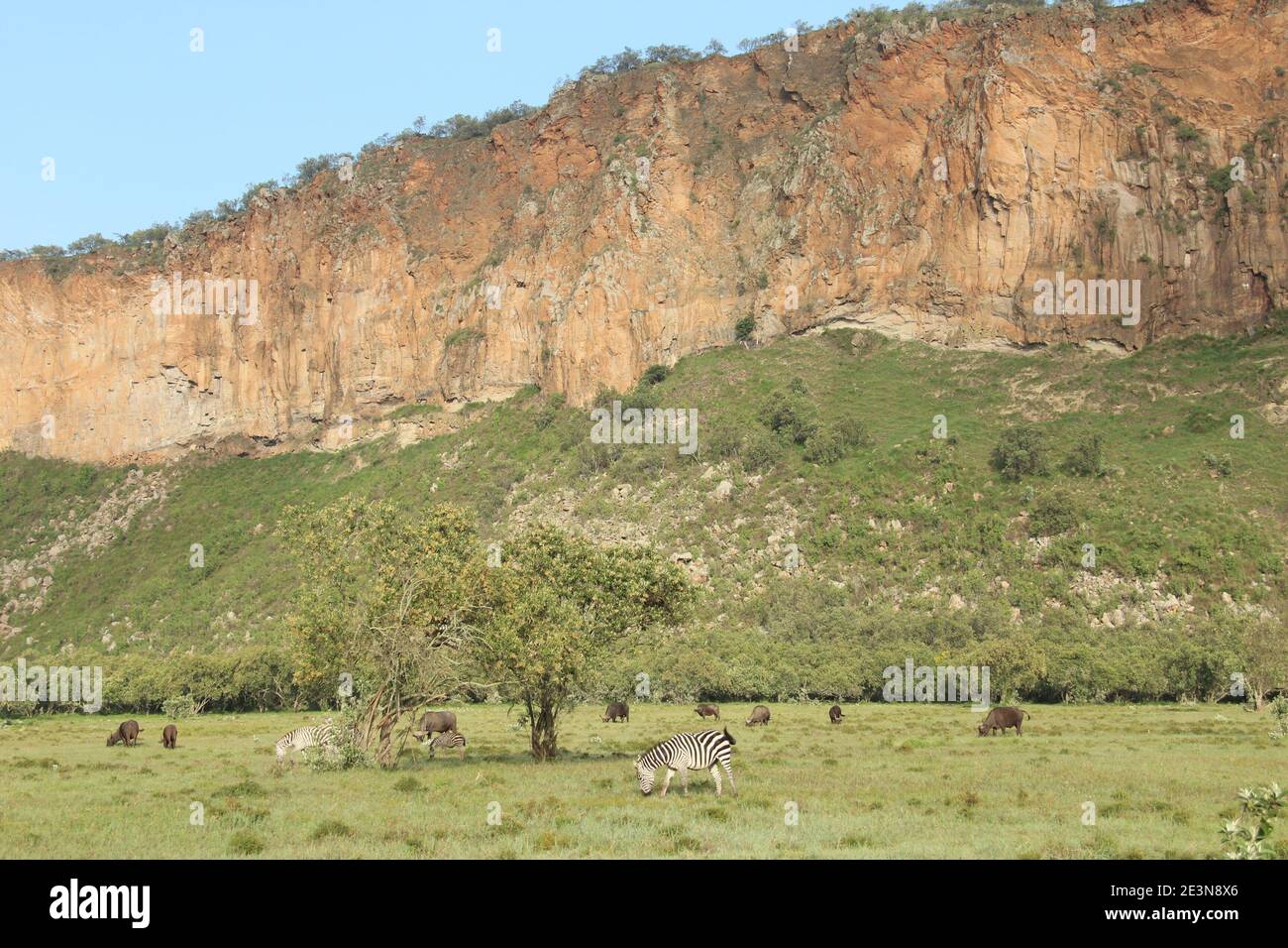 Zebras und Büffel grasen im Hell's Gate National Park in Kenia Stockfoto