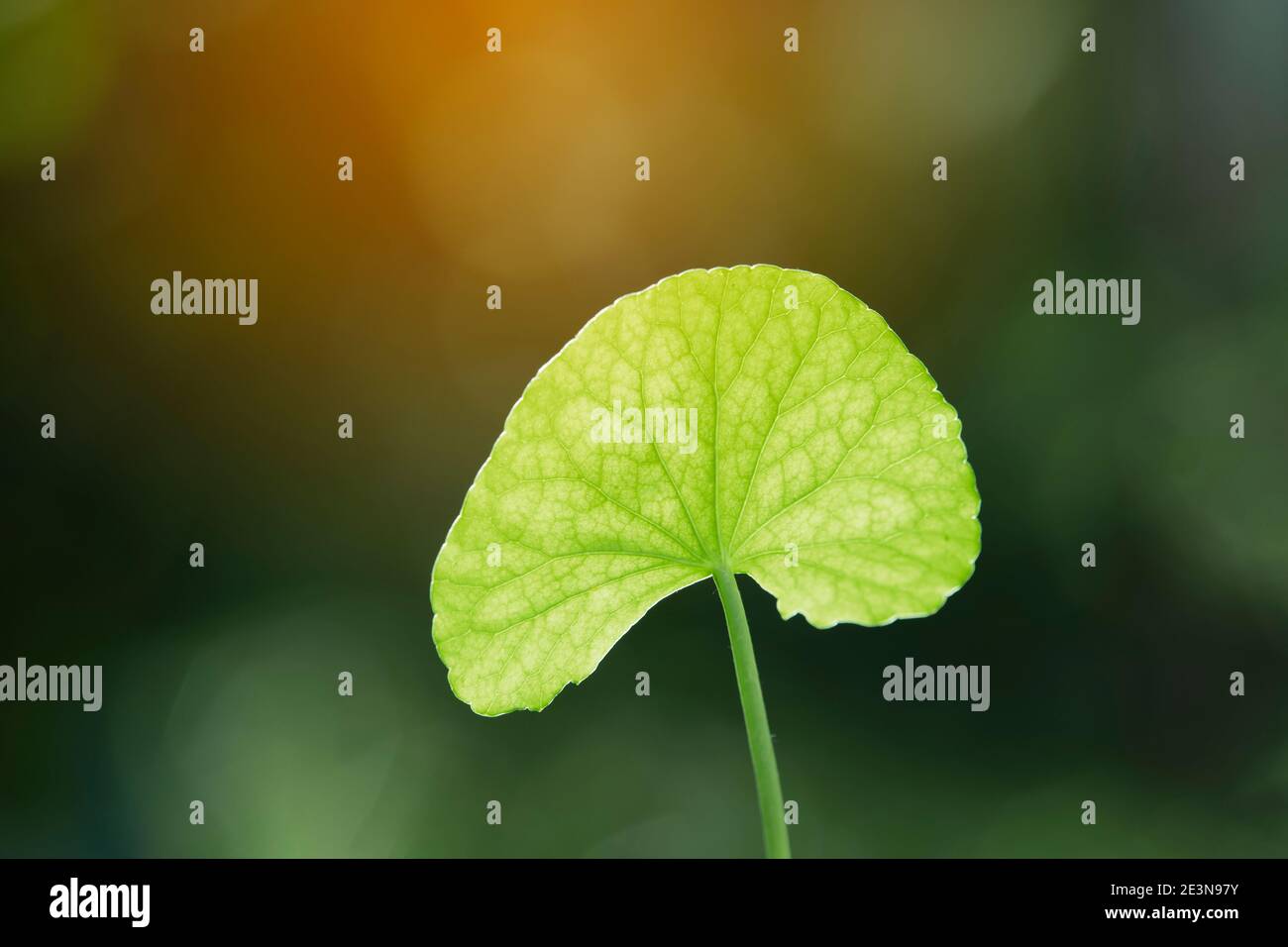 Nahaufnahme der Blätter von Gotu Kola (Centella asiatica) Stockfoto