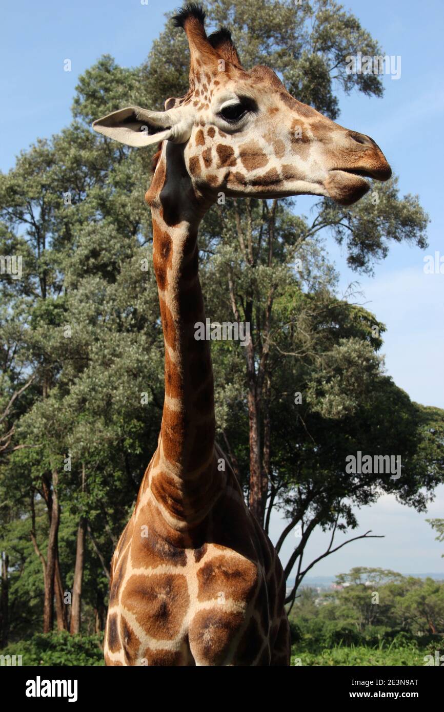 Eine Rothschild-Giraffe im Giraffe-Zentrum in Nairobi, Kenia Stockfoto