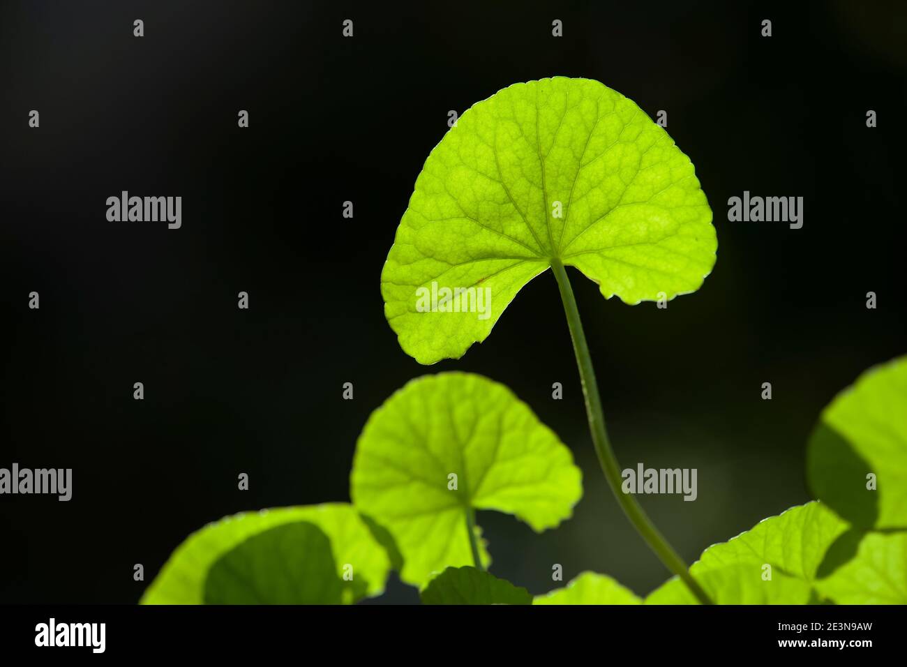 Nahaufnahme der Blätter von Gotu Kola (Centella asiatica) Stockfoto