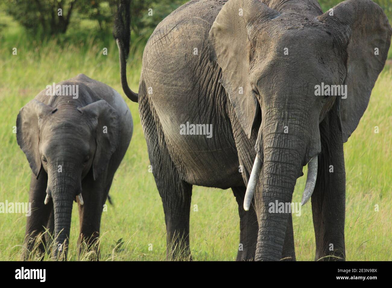 Ein Elefant und sein Kalb wandern durch die Graslandschaften von Die Masai Mara in Kenia Stockfoto