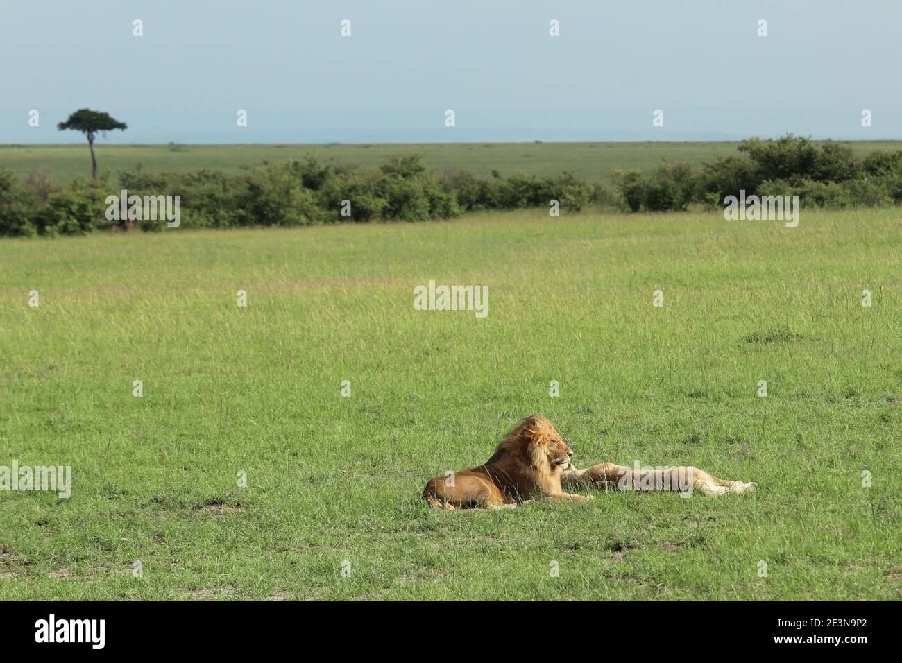 Ein männlicher und weiblicher Löwe liegen auf dem Gras innen Die Masai Mara in Kenia Stockfoto