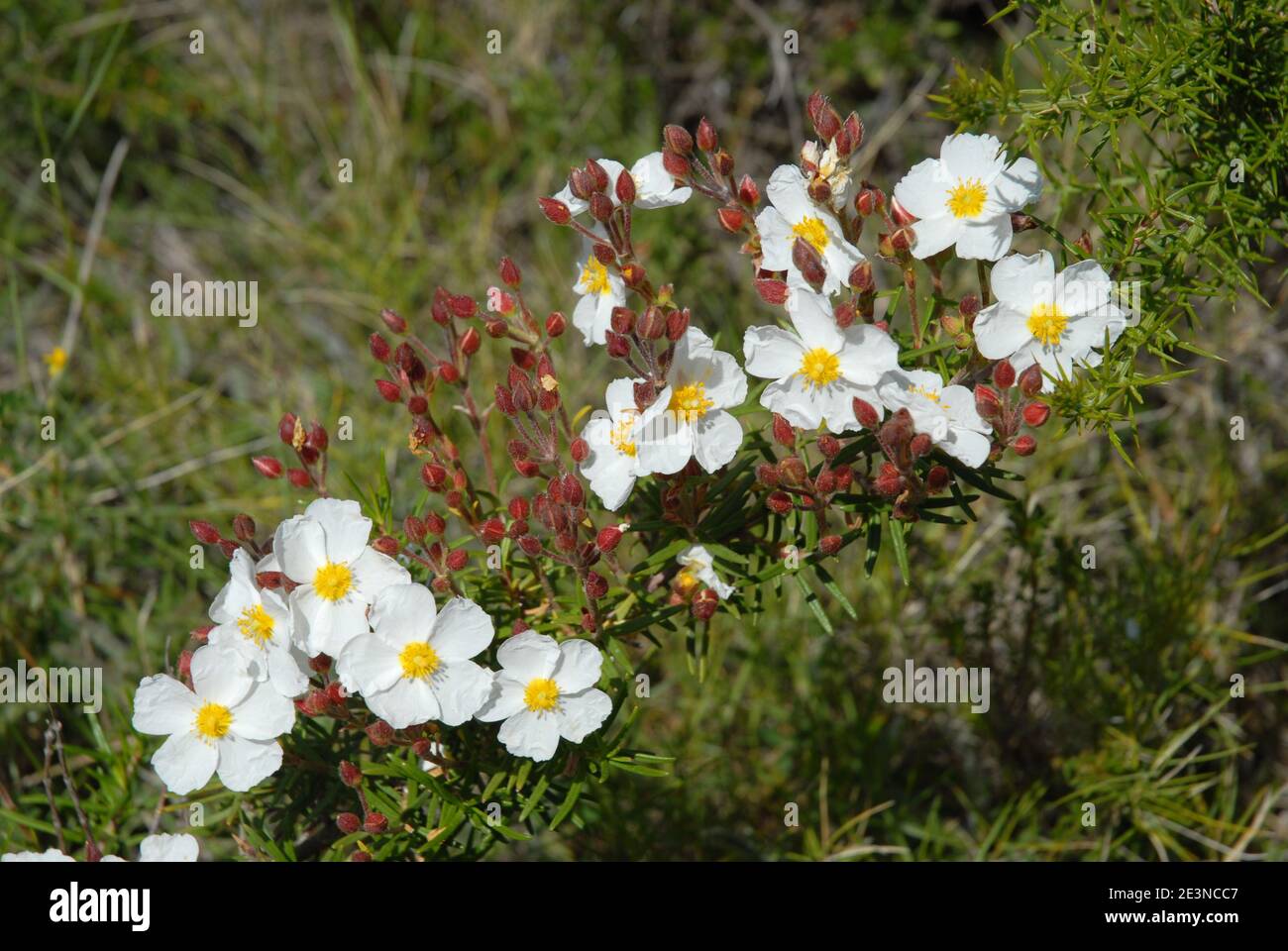 Schöne weiße Blüten von schmal-blättrigen Zistos, auch bekannt als Cistus monspeliensis, wächst wild in Spanien Stockfoto