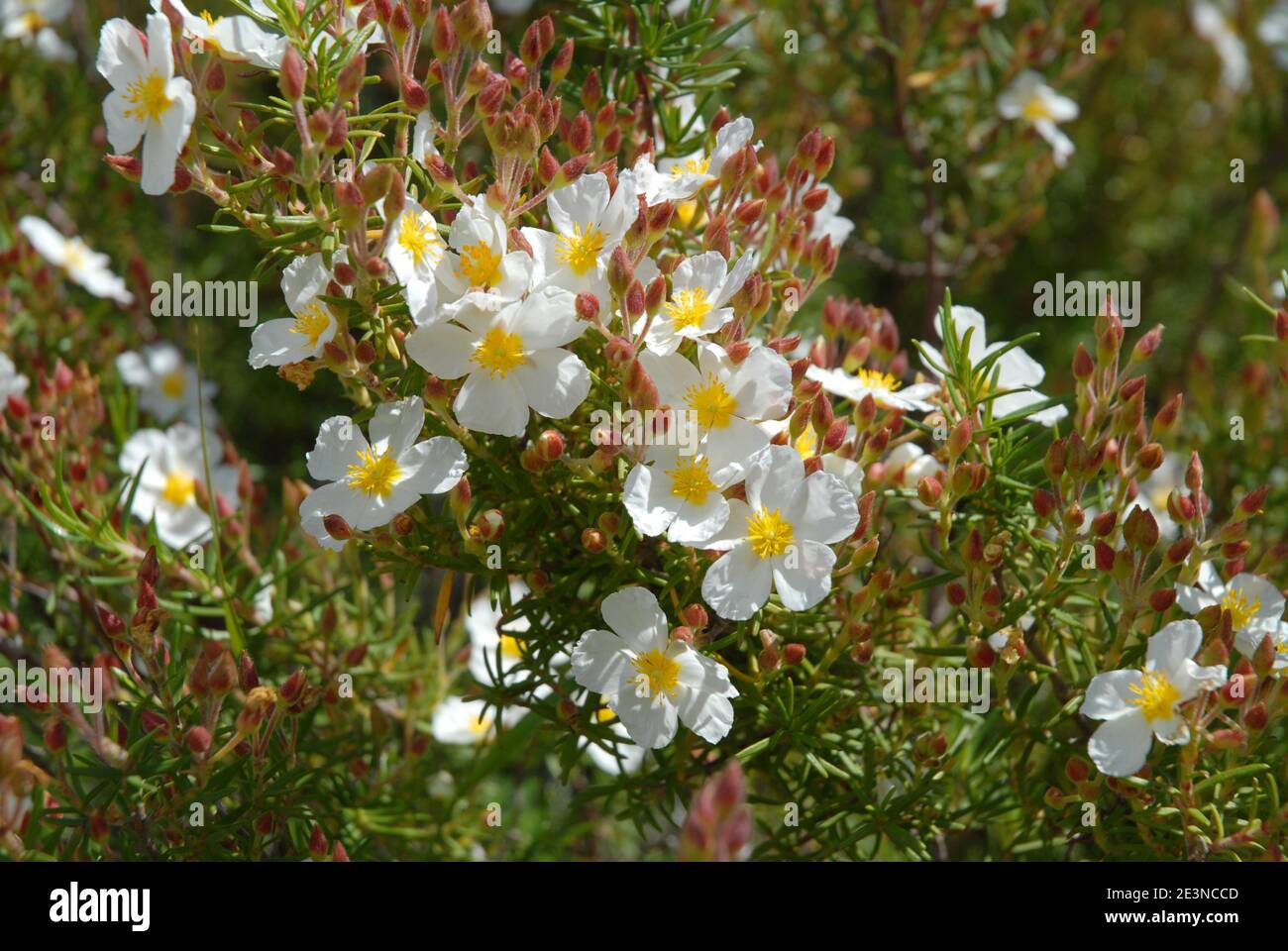 Zarte weiße Blüten von schmalblättrigen Zistos, auch bekannt als Cistus monspeliensis, wachsen wild in Spanien Stockfoto