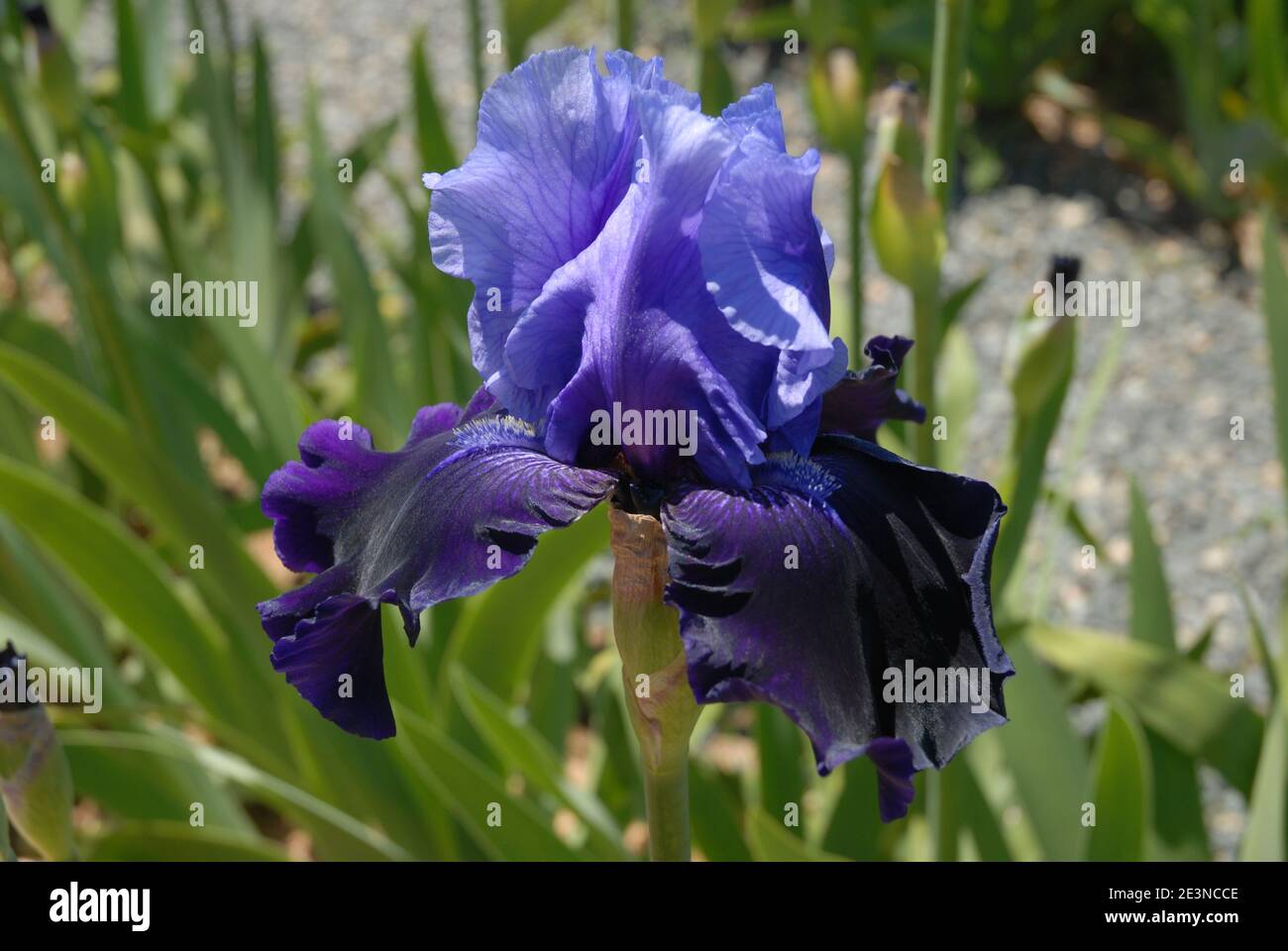 Schöne blaue große bärtige Irisblume, bekannt als tödliche Attraktion Stockfoto