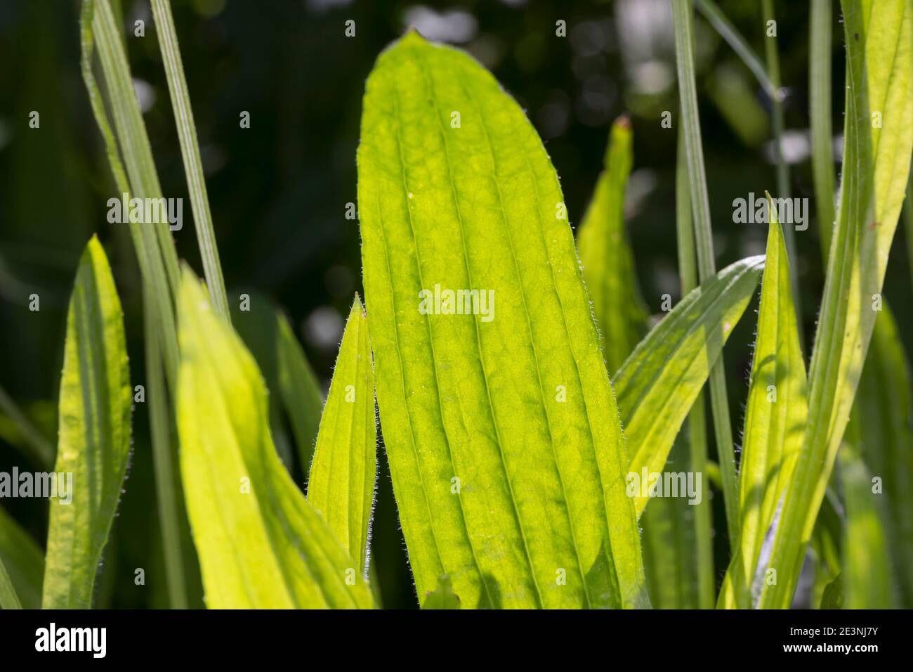 Spitz-Wegerich, Spitzwegerich, Wegerich, Plantago Lanceolata, Englisch Wegerich, Spitzwegerich, Narrowleaf Wegerich, Spitzwegerich Spitzwegerich, Ribleaf, le Wegerich l Stockfoto