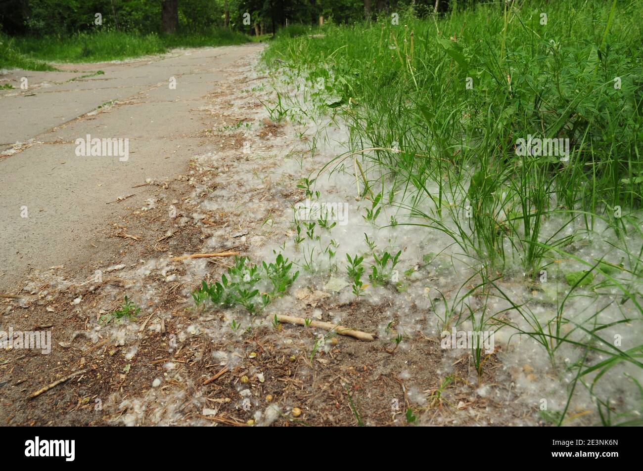 Eine Nahaufnahme von weißem Flusen, Wolle von Pappelbäumen auf dem Boden im Gras entlang der Straßen und Wege als Ursache für Baum Pollenallergie während Kinderbett Stockfoto