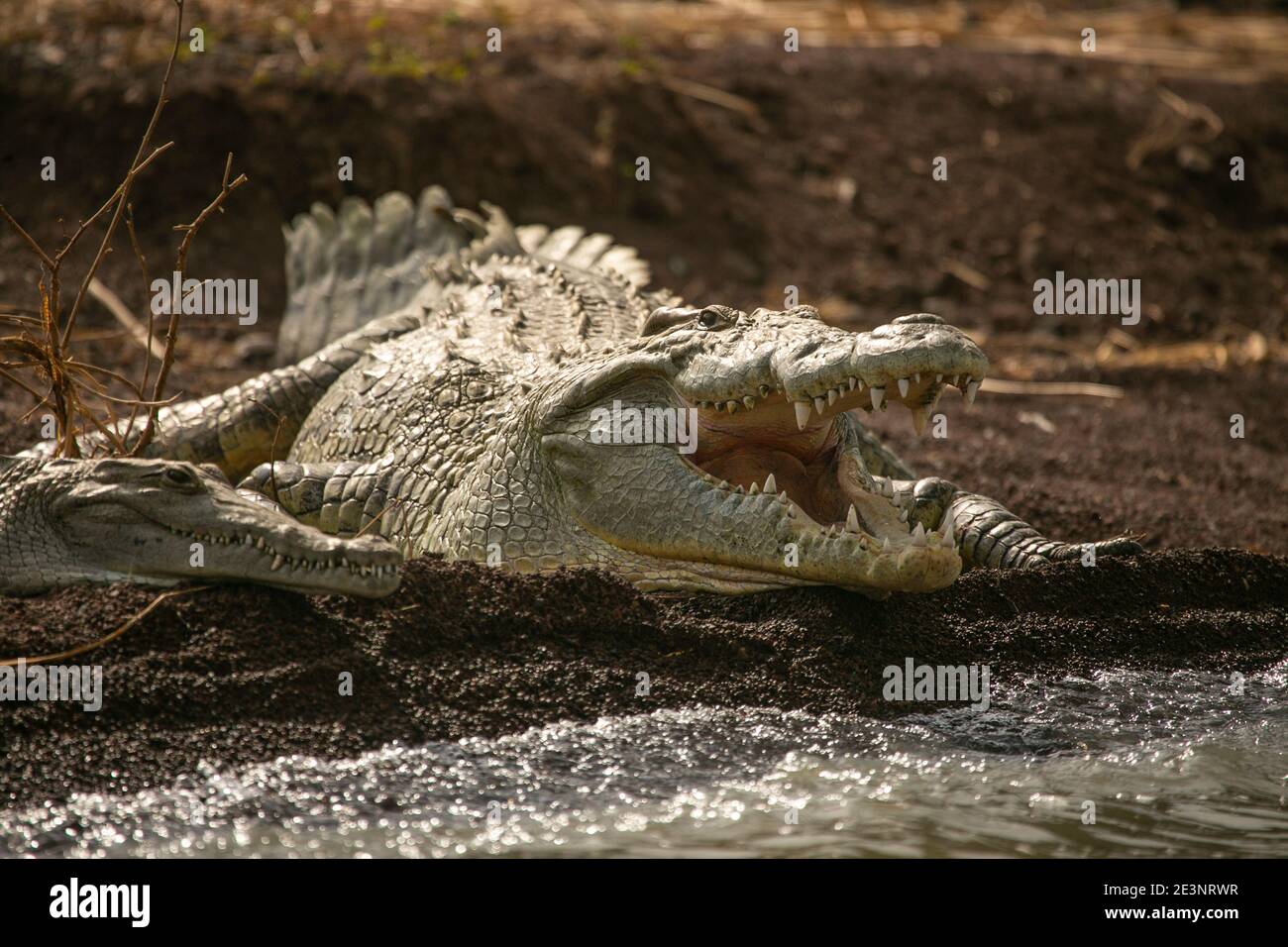 Riesiges Nilkrokodil am Ufer des Chamo-Sees in Äthiopien... Stockfoto