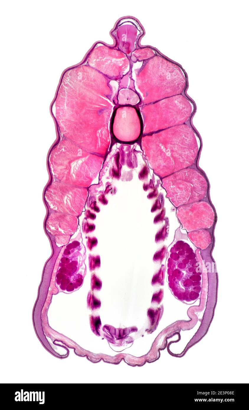 Lanzette, Amphioxus lanceolatus, TS-Pharyngealregion, Hellfeld-Photomikrograph Stockfoto